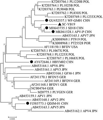 Molecular Characterization of a Novel Budgerigar Fledgling Disease Virus Strain From Budgerigars in China